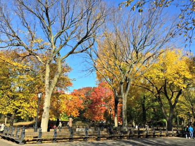 Central Park in the fall 10